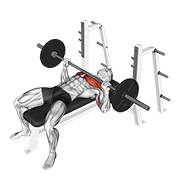 barbell bench press