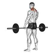 barbell shrug