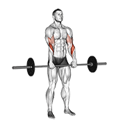 barbell standing reverse grip curl