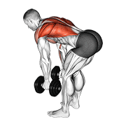 dumbbell bent over row