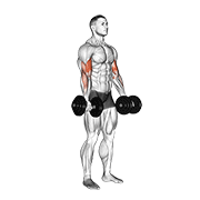 dumbbell biceps curl