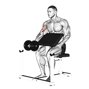 dumbbell preacher curl