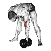 dumbbell standing concentration curl